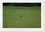 suokukoy ruffs 7132 * 3008 x 2000 * (2.71MB)